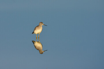 A Lesser Yellowlegs wades through a marsh on the Colorado prairie during fall migration.
