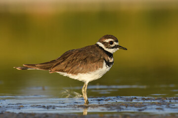 A Killdeer wades through a marsh on the Colorado prairie.