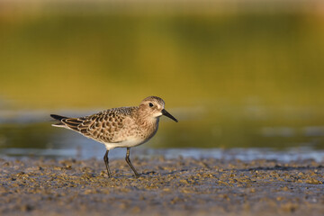 Obraz premium A Baird's Sandpiper feeds on a mudflat on the Colorado front range during fall migration.
