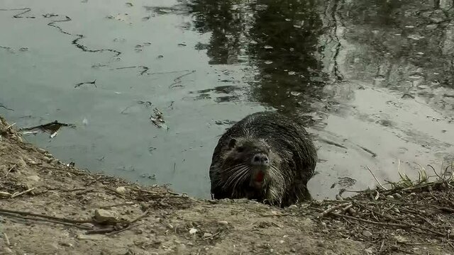 Eine Biberratte um Flussufer (Atmo)