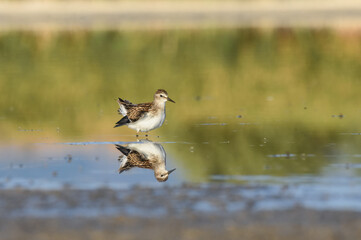 A Least Sandpiper feeds on a mudflat on the Colorado plains during fall migration. 