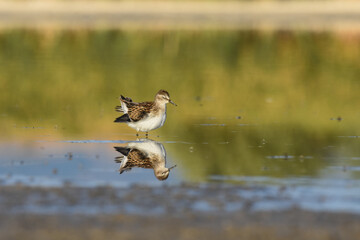 A Least Sandpiper feeds on a mudflat on the Colorado plains during fall migration. 
