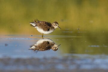A Least Sandpiper feeds on a mudflat on the Colorado plains during fall migration. 