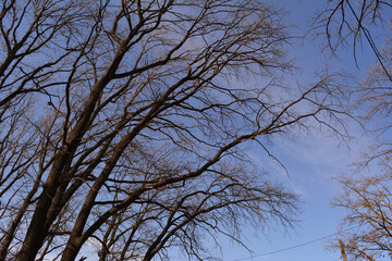 Park in early spring. Oak trees with bare branches on the background of sky.