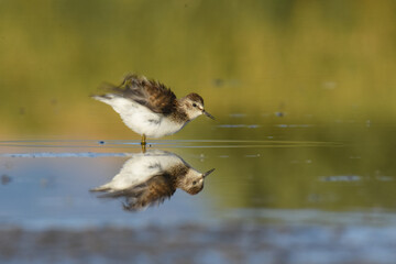 A Least Sandpiper feeds on a mudflat on the Colorado plains during fall migration. 