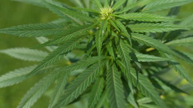 CLOSE UP, DOF: Weed buds grow at the top of a bush blossoming at an organic garden. Detailed shot of dark green marijuana plant growing at a large hemp processing farm. CBD crops are ready for harvest