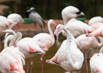 Group of orange flamingoes at South America