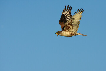 A Ferruginous Hawk flies over the Colorado prairie.