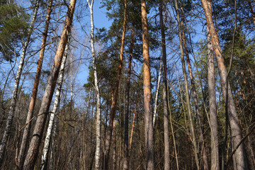 Mixed forest with pine and birch trees in spring