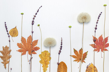 White background with dry flowers and plants, horizontal with space