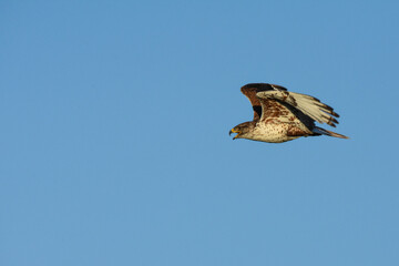 A Ferruginous Hawk flies over the Colorado prairie.