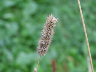 Close up of a wheat