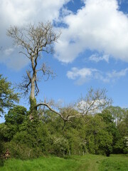 Green area, one tall tree without leaves, blue sky and clouds