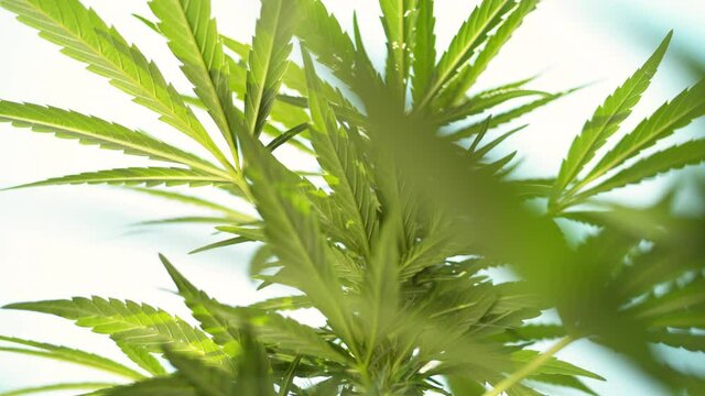 CLOSE UP, LENS FLARE, DOF: Golden spring sunbeams shine on a marijuana plant growing in an organic garden. Medical weed grows in the warm summer sunshine illuminating the CBD processing facility.