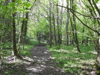 Footpath in the forest for pedestrians