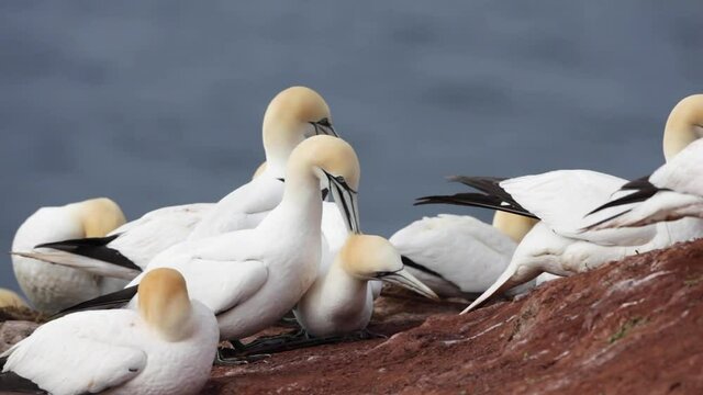 Gannet mating on the cliffs. Birds watching in Europe. Spring on the lonely island. A colony of gannet nesting on the ground. 
