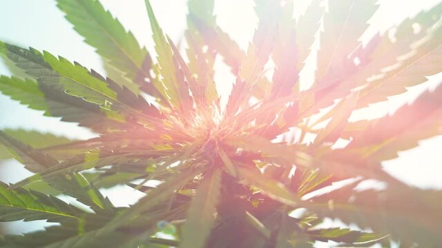 CLOSE UP, LENS FLARE, DOF: Medicinal weed grows in the warm summer sunshine illuminating the CBD processing facility. Golden spring sunbeams shine on a marijuana plant growing in an organic garden.