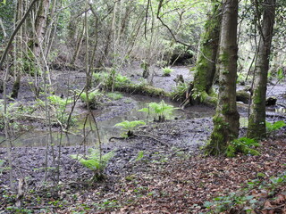 Obraz premium View of the swamp in the forest, trees and ferns