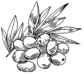 Fototapeta premium Black and white olives, graphic image, engraving
