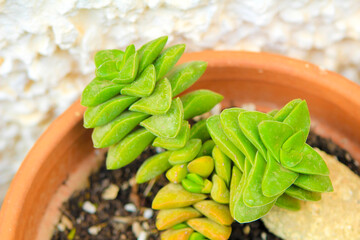 Crassula Rupestris plant in the garden
