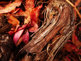 Close-up on tree trunk with red autumn leaves