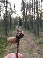 axe in the forest