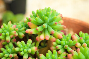 Sedum Rubrotinctum succulent plant in the garden