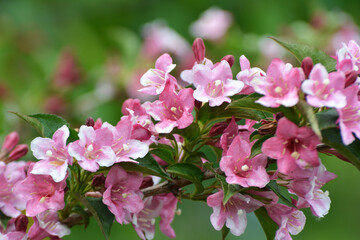 Obraz premium Weigela blooms in the garden.