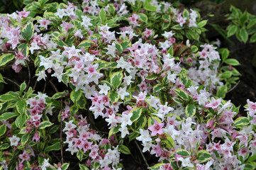 Weigela blooms in the garden.