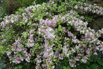 Obraz premium Weigela blooms in the garden.