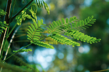 Close-up of moringa tree leaves shining under the sun.