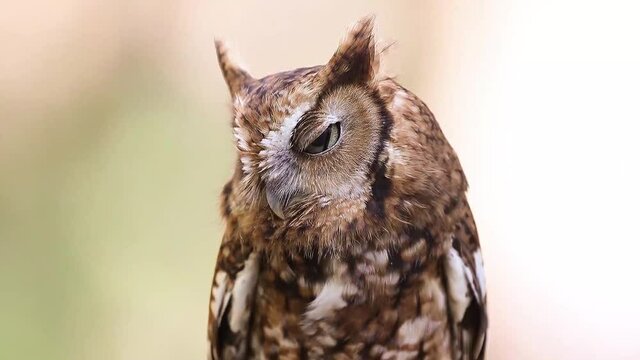 A Screech Owl Perched Against a Spring Background