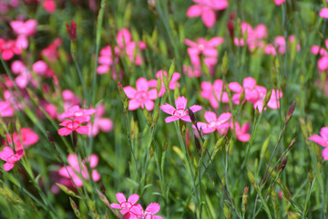 Obraz na płótnie Canvas Carnation garden blooms in the open ground