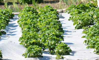 Growing strawberries using white agrofiber