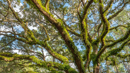 Golden Rays of Evening sun are ligthing up a majestic and mystical oak tree covered with green moss and vine