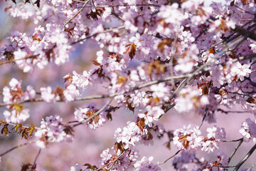北海道の桜