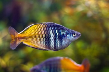 Fototapeta premium colorful adult male Boeseman's rainbowfish, Ayamaru lakes in Indonesia endemic fish, popular aquarium trade species in freshwater nature aquarium, beauty of nature