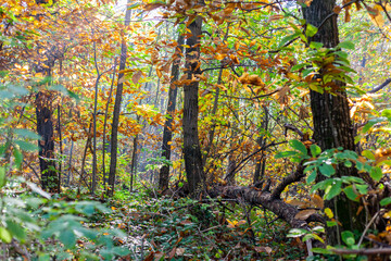 Obraz premium Un sentiero nel bosco durante l'autunno, con colori accesi e caldi