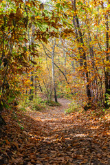 Obraz premium Un sentiero nel bosco durante l'autunno, con colori accesi e caldi