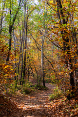 Un sentiero nel bosco durante l'autunno, con colori accesi e caldi