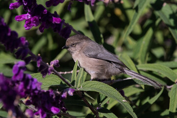 An American Bushtit Female Bird in the Garden