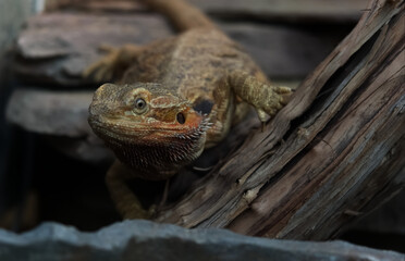 A reptile animal in a zoo focusing at the eye