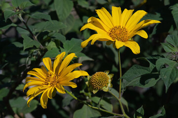 Bright Yellow Flowers in the Garden