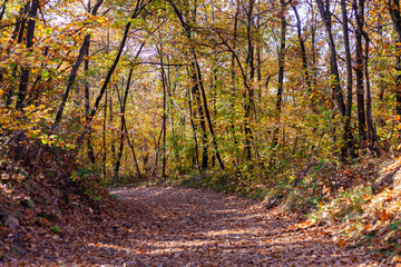 Un sentiero nel bosco durante l'autunno, con colori accesi e caldi