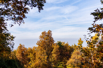 Fototapeta premium Paesaggio di alberi del bosco durante l'autunno con colori saturi