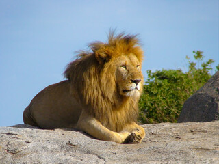 A mighty and formidable lion on a rock in the Serengeti. He has a beautiful mane and looks very confident. A very masculine and very strong appearance.