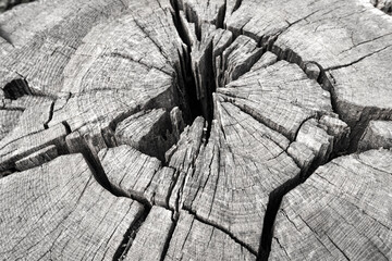 Old log with cracks in black and white