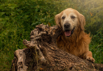 golden retriever portrait