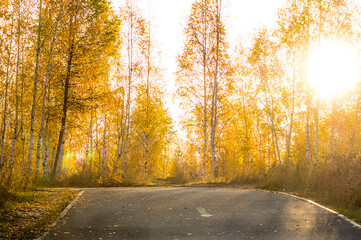 yellow birch leaves in park. Asphalt pavement in the park and birch trees.