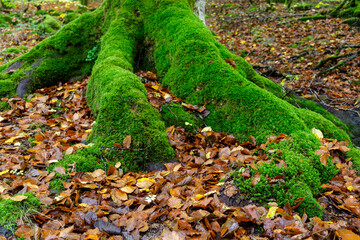 Beeches in autumn in the Irati forest, Navarra, Spain.